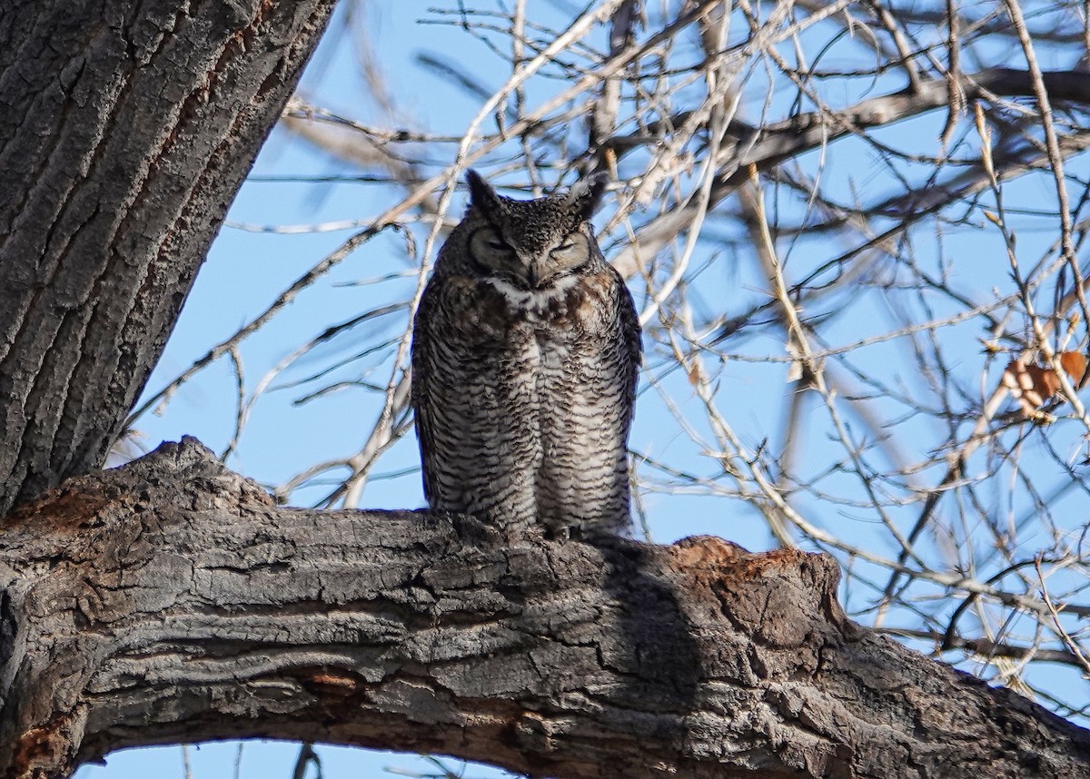 Great Horned Owl - ML618992779