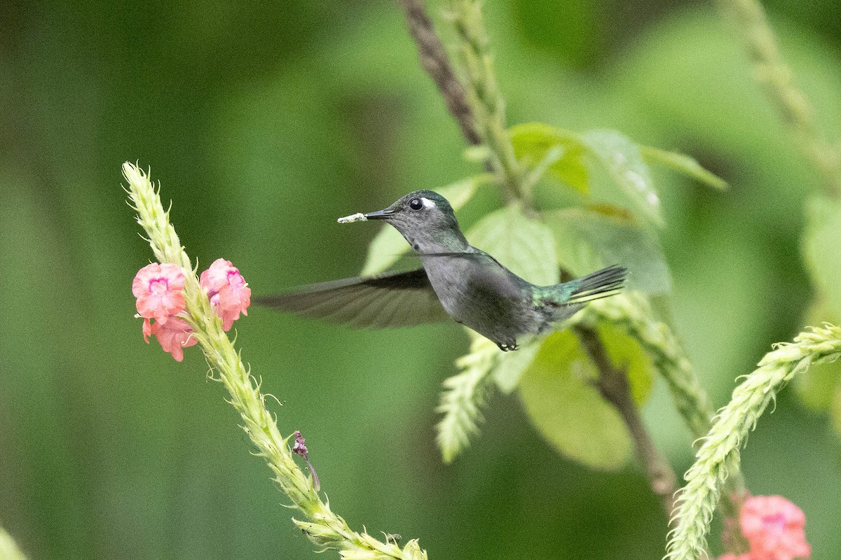 Violet-headed Hummingbird - Ryan Shaw