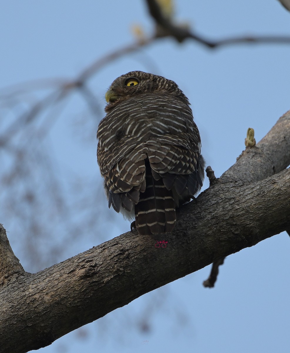 Asian Barred Owlet - ML618992783