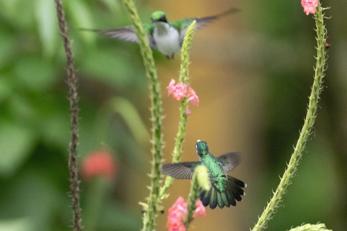 Violet-headed Hummingbird - ML618992789