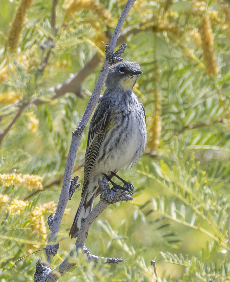 Yellow-rumped Warbler (Audubon's) - ML618992795