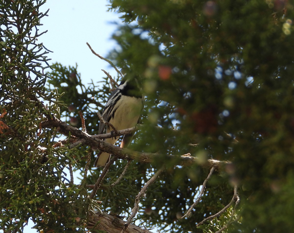 Black-throated Gray Warbler - ML618992798