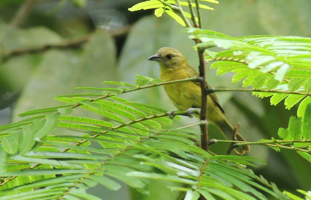 White-shouldered Tanager - ML618992799