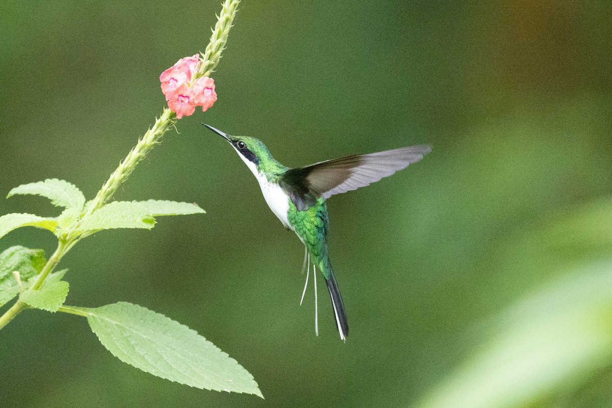 kolibřík purpurovohlavý - ML618992811