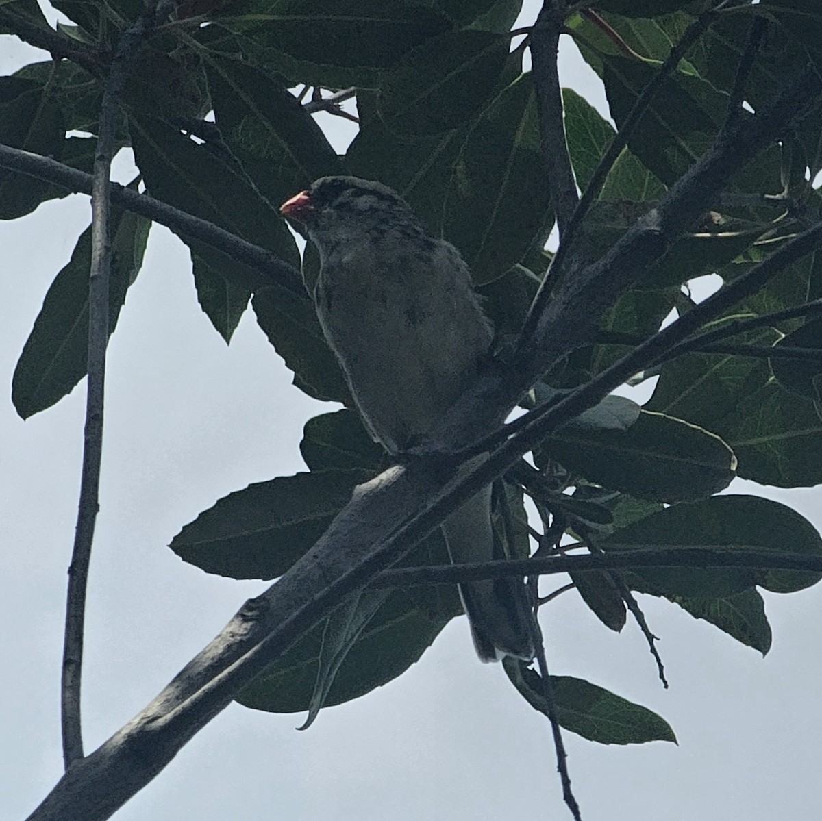 Pin-tailed Whydah - ML618992851