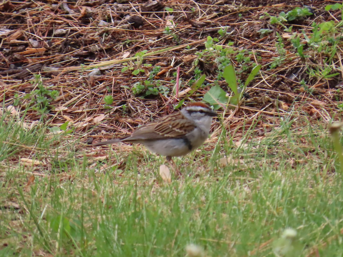 Chipping Sparrow - ML618992874