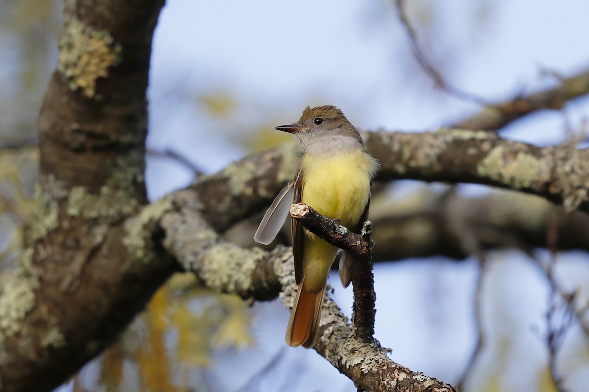 Great Crested Flycatcher - Craig Gibson