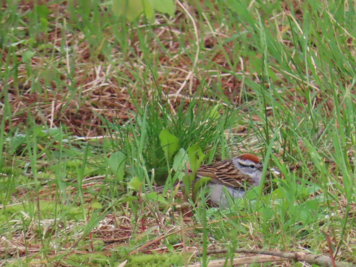 Chipping Sparrow - ML618992893