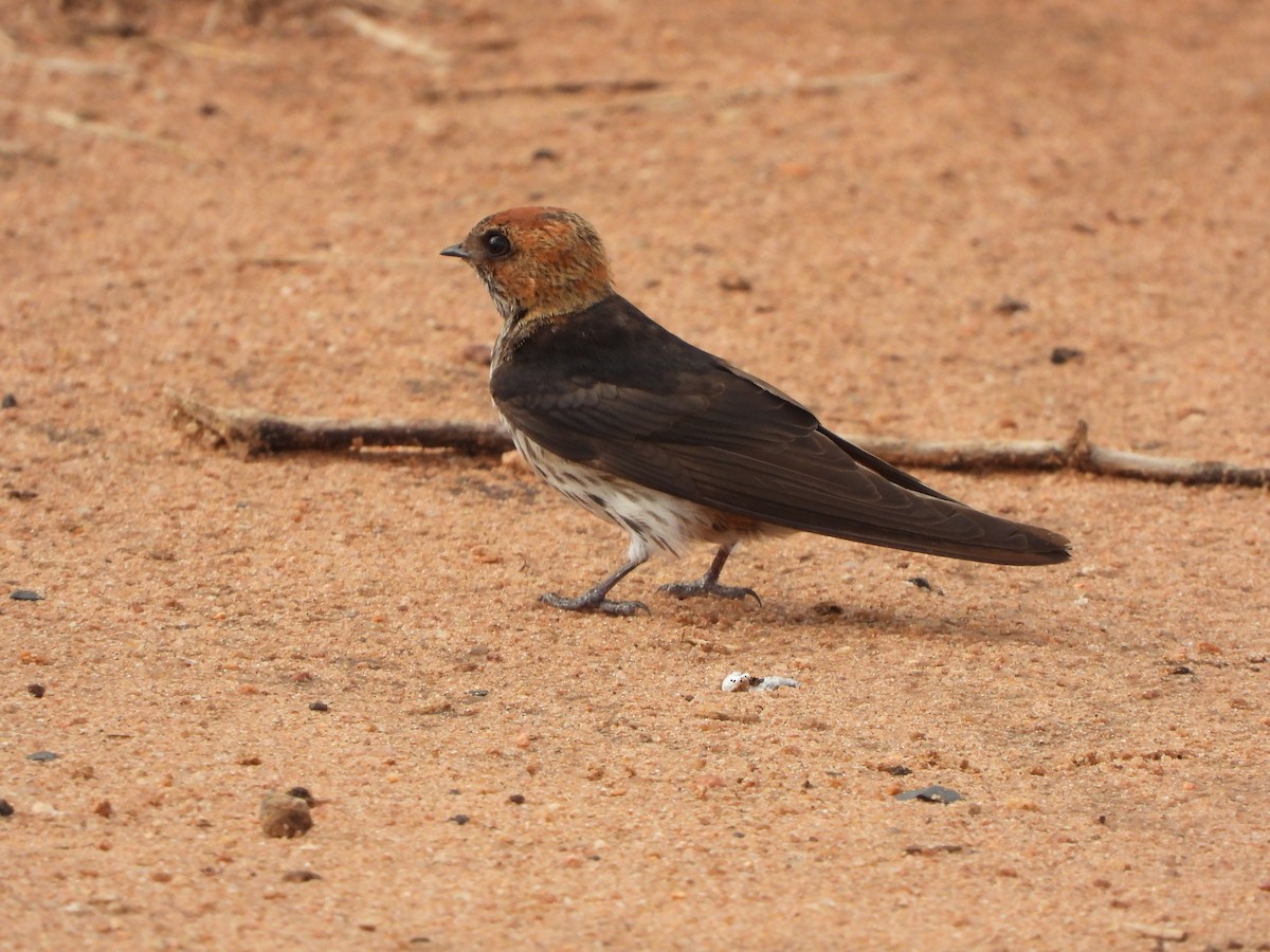 Lesser Striped Swallow - ML618992901