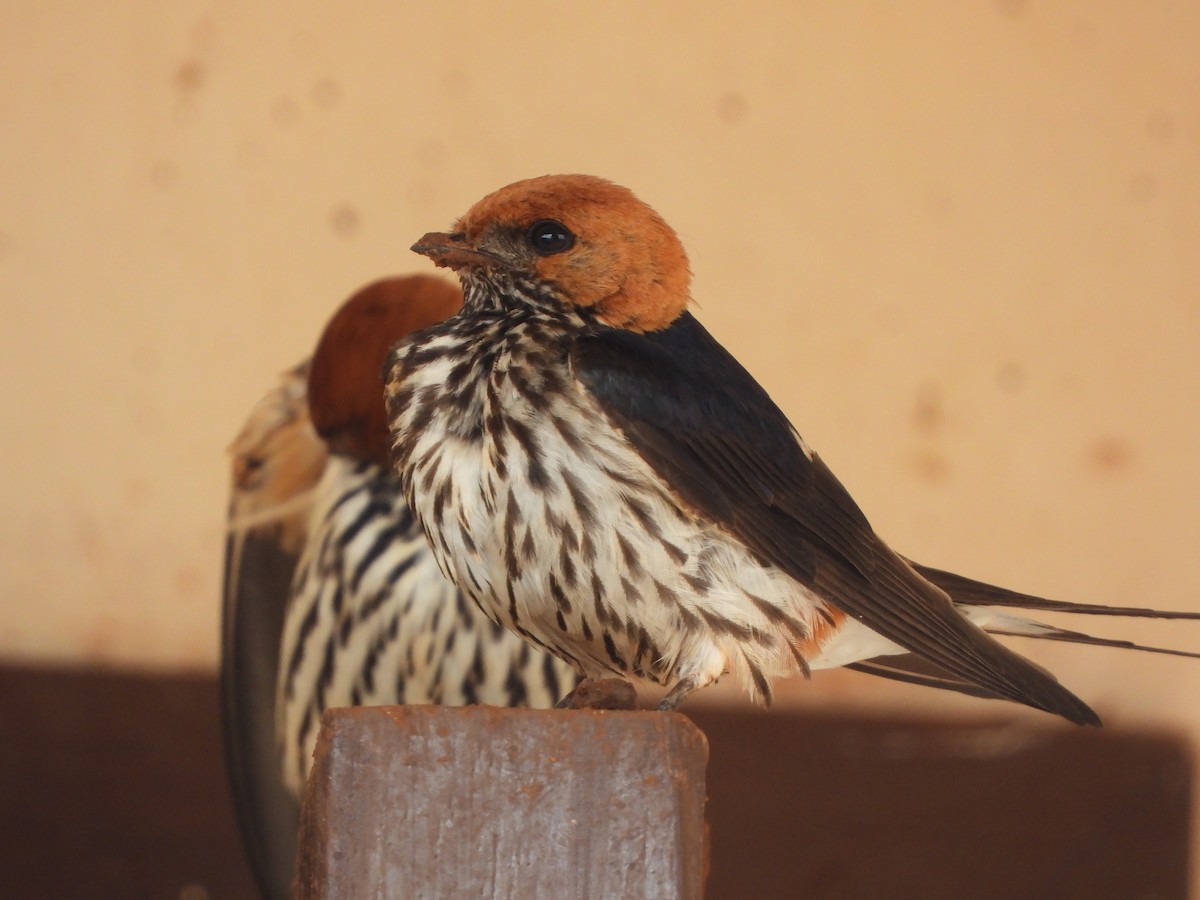 Lesser Striped Swallow - ML618992903
