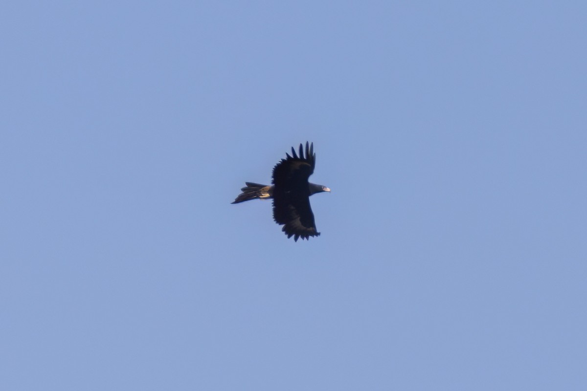 Wedge-tailed Eagle - ML618992912
