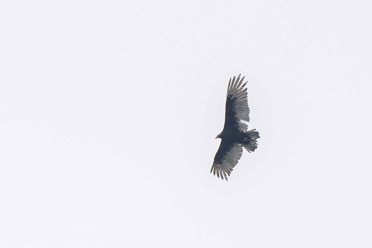 Turkey Vulture - ML618992918