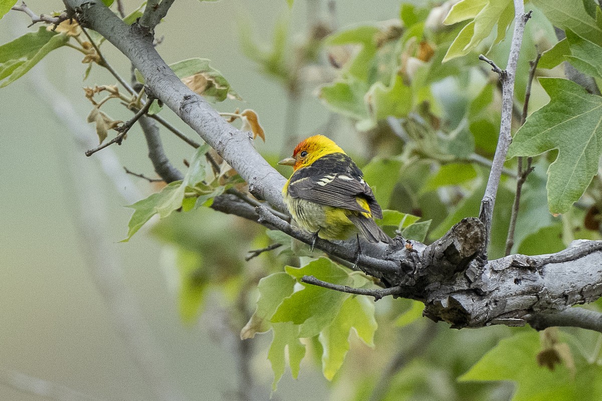 Western Tanager - ML618992932