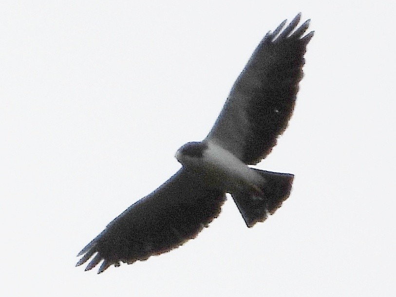 Short-tailed Hawk - ML618992941