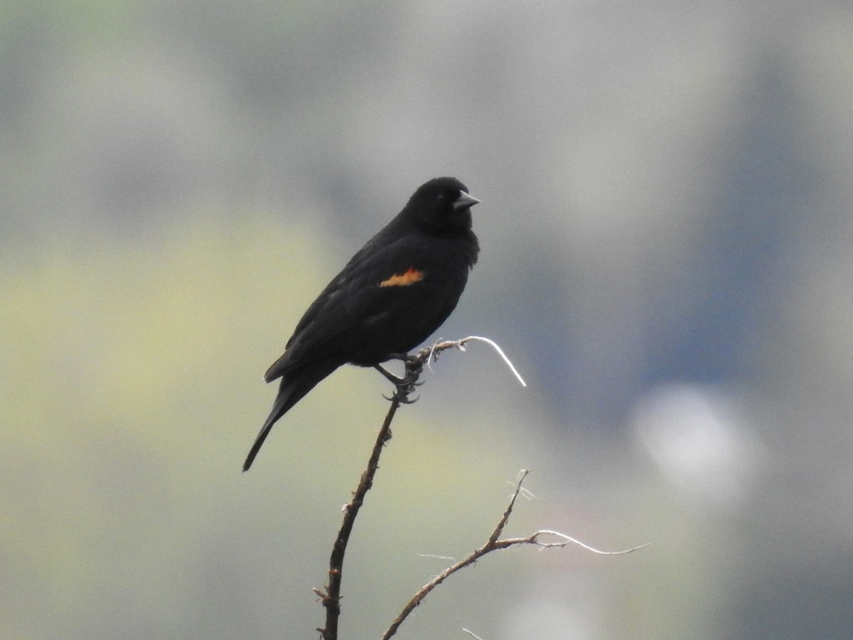 Red-winged Blackbird - Jane Baryames