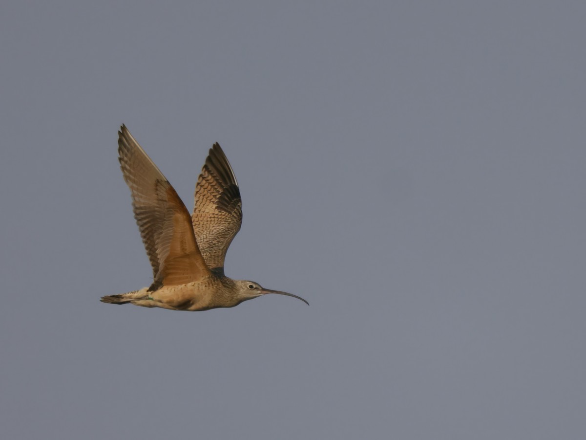 Long-billed Curlew - ML618992977