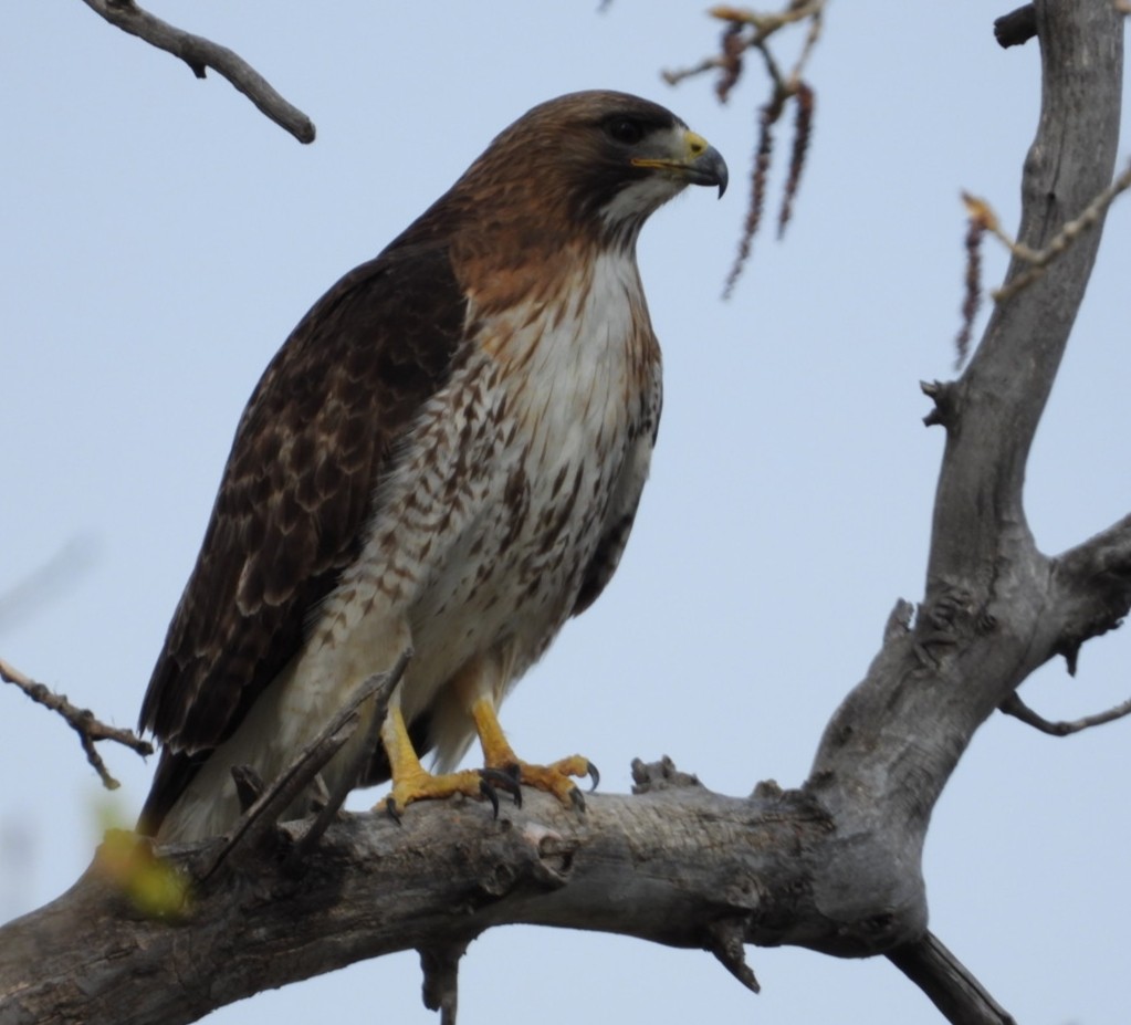 Red-tailed Hawk - ML618992979