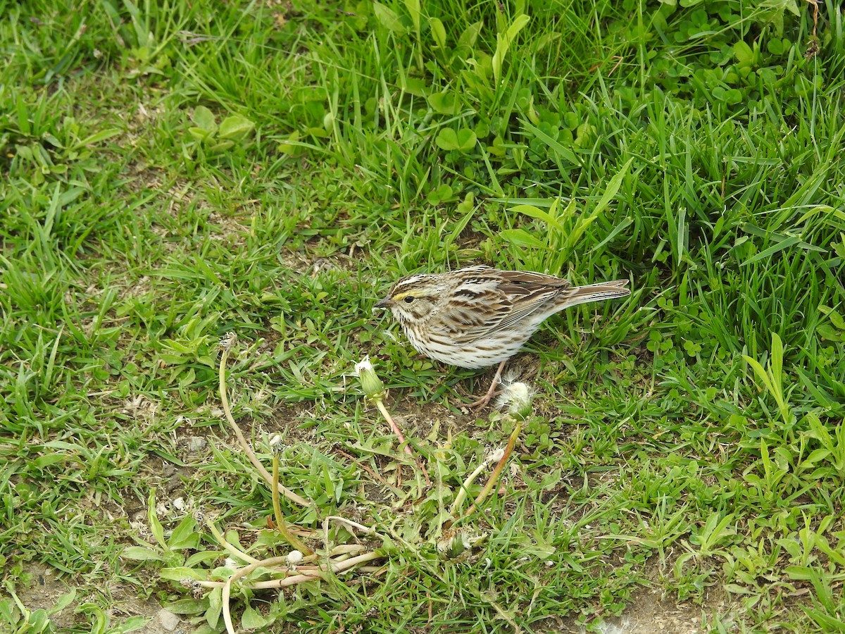 Savannah Sparrow - ML618992980