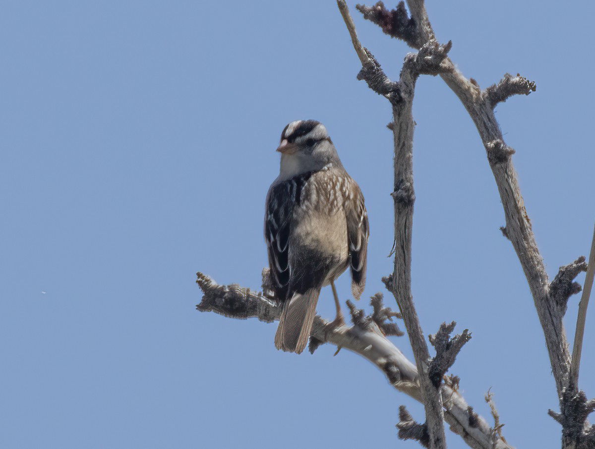 White-crowned Sparrow (Gambel's) - ML618992991