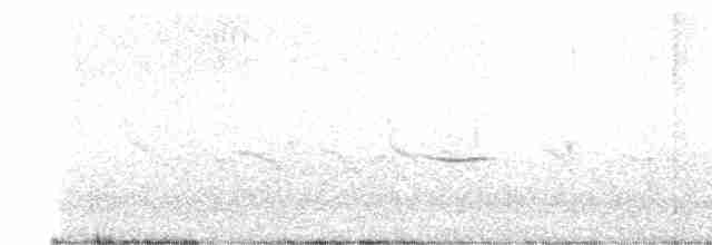 Siffleur orphée - ML618992995