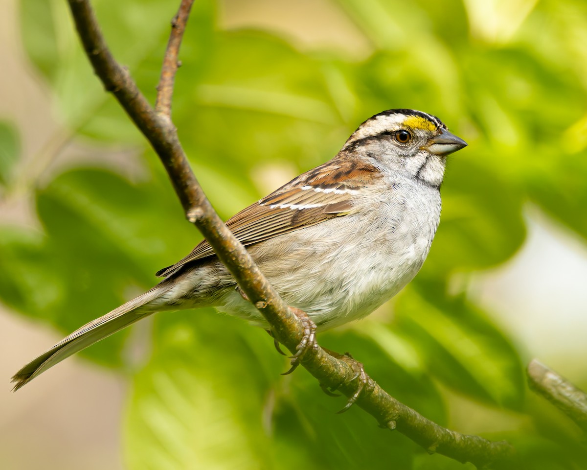 White-throated Sparrow - ML618993083