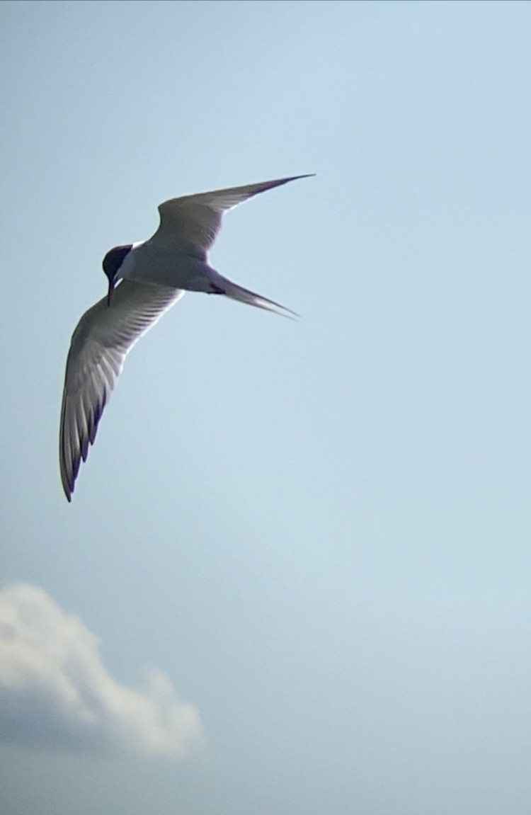 Common Tern - John Milauskas
