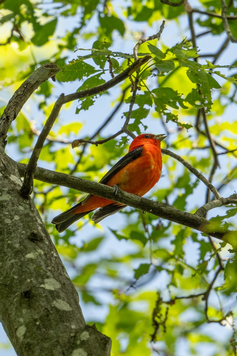 Scarlet Tanager - ML618993149
