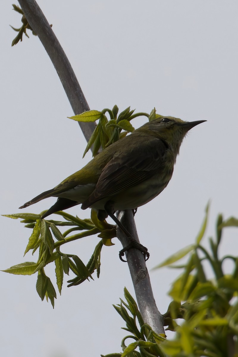 Cape May Warbler - ML618993164