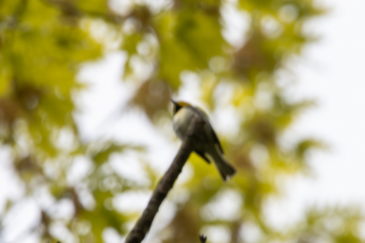 Black-throated Green Warbler - ML618993187