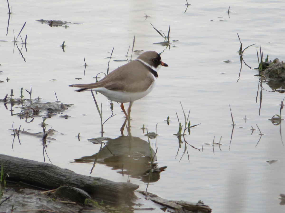 Semipalmated Plover - ML618993190