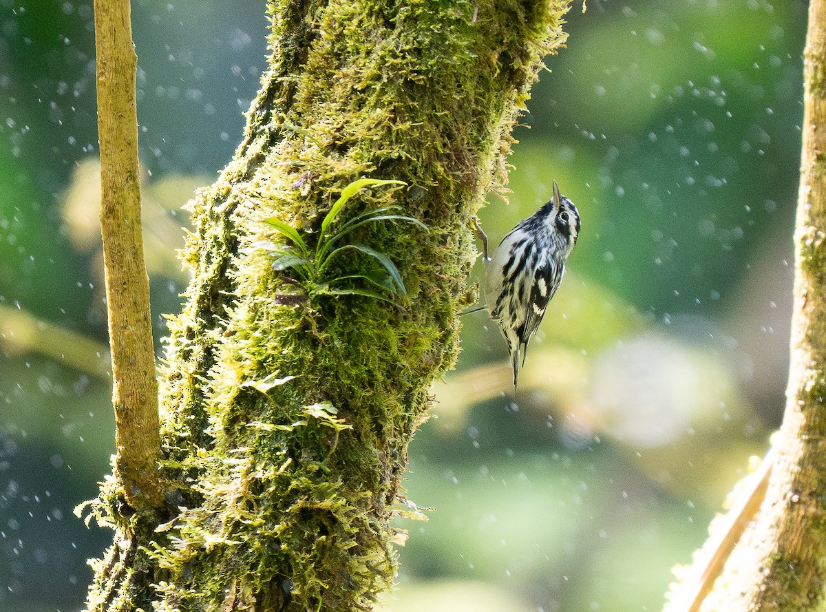Black-and-white Warbler - ML618993303