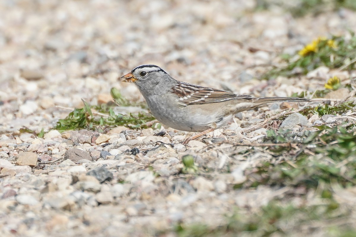 White-crowned Sparrow (Gambel's) - ML618993306