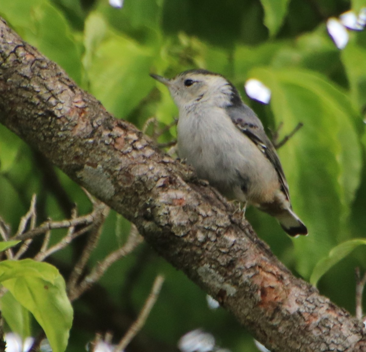 White-breasted Nuthatch - ML618993312