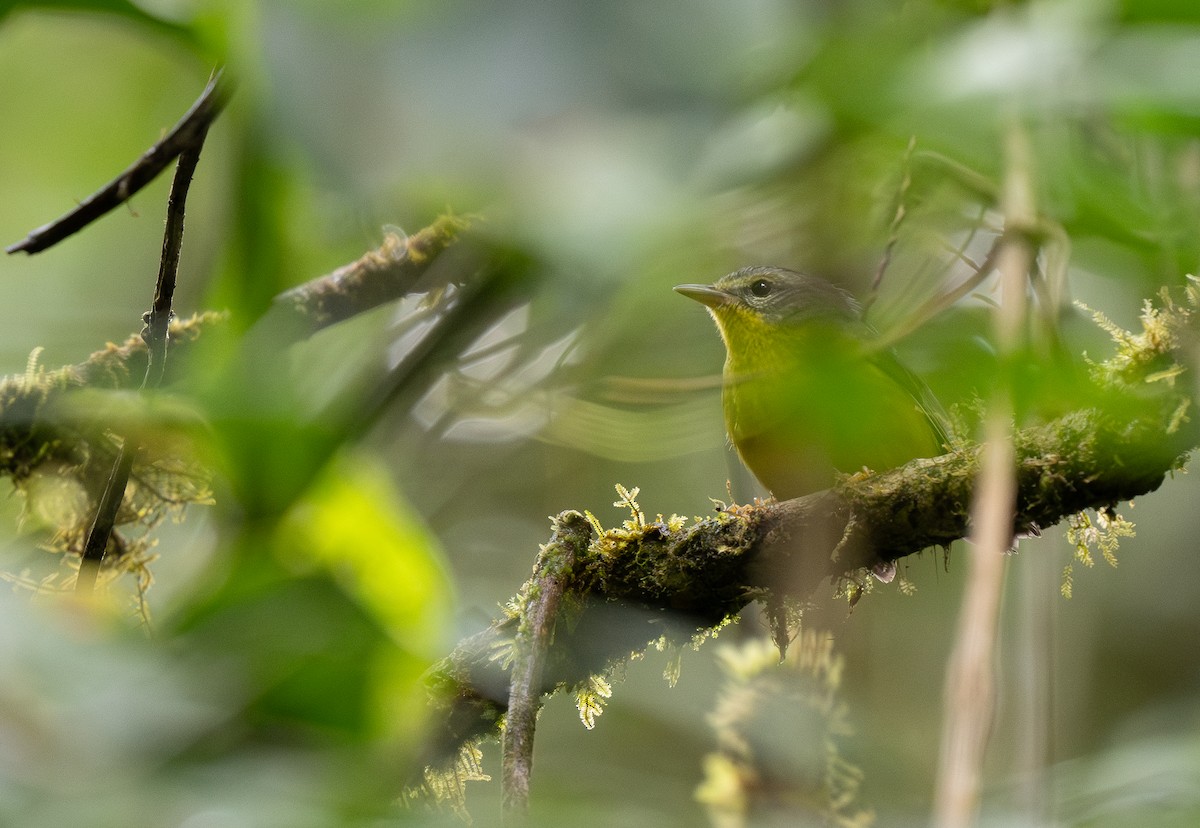 Golden-crowned Warbler - ML618993327