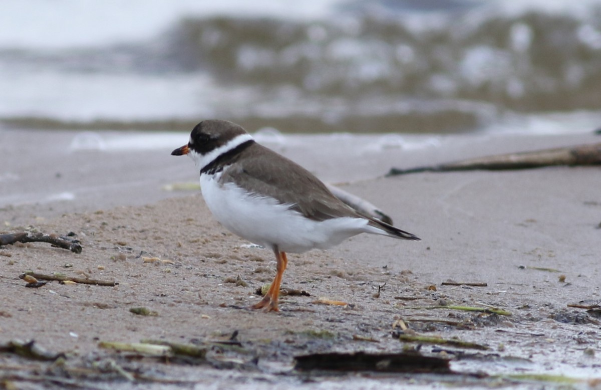 Semipalmated Plover - ML618993328