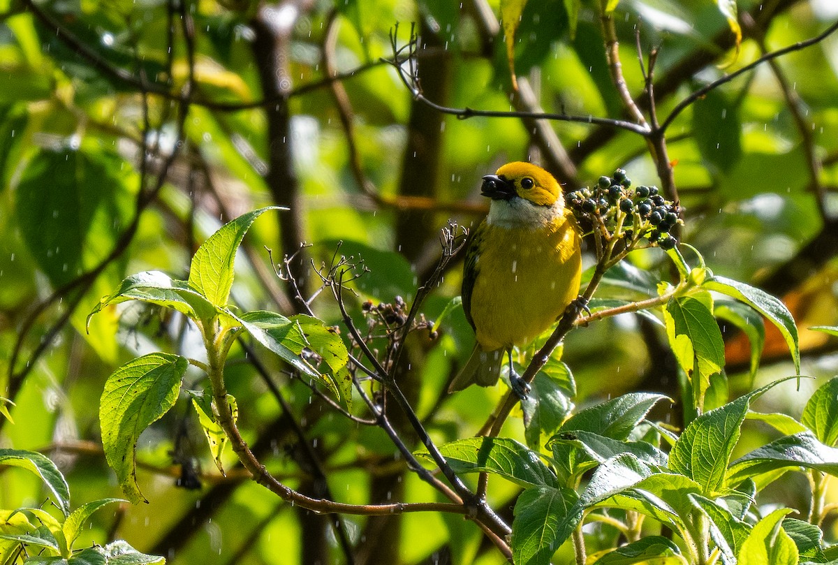 Silver-throated Tanager - ML618993371