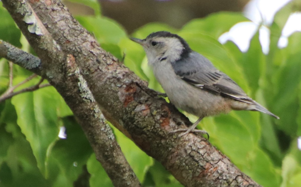 White-breasted Nuthatch - ML618993402