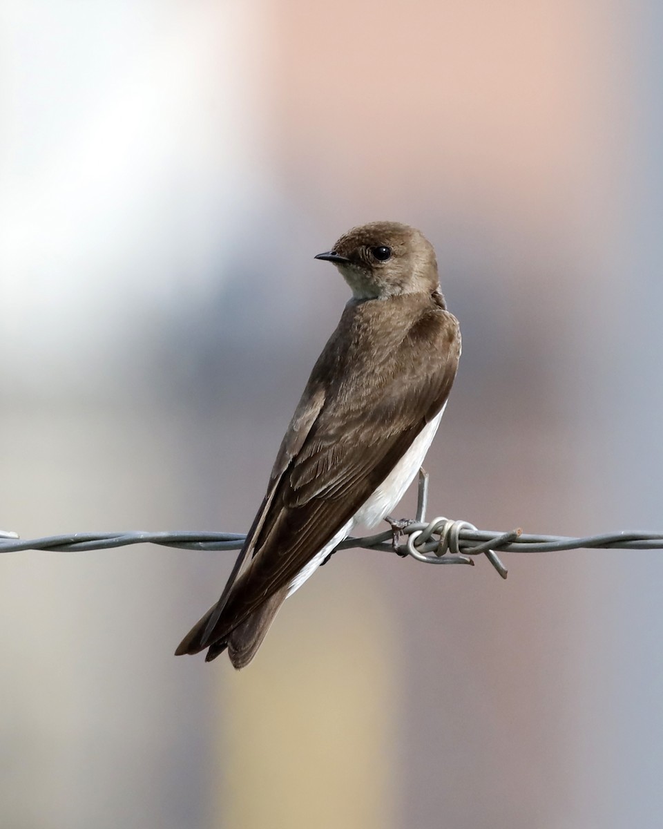 Northern Rough-winged Swallow - ML618993443