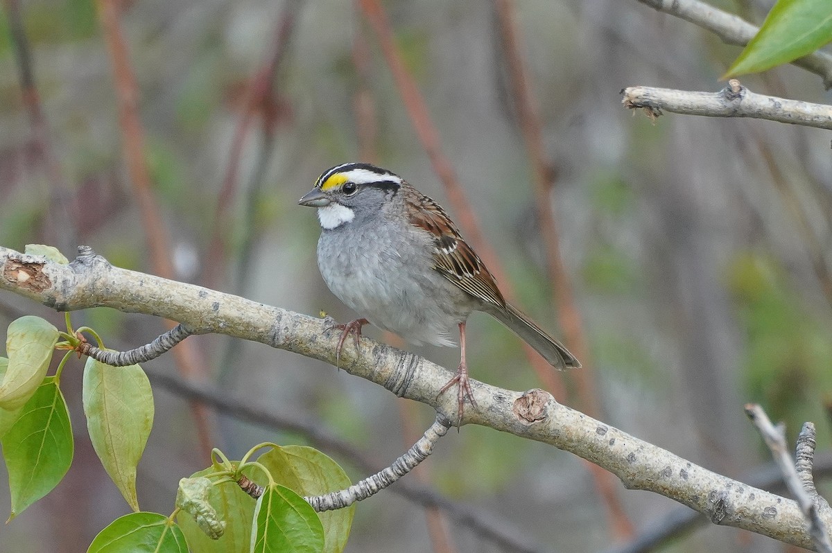 White-throated Sparrow - William Legge