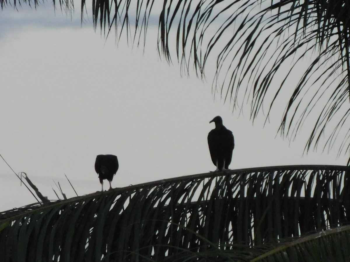 Black Vulture - Concesión para conservación Yaku Kawsanapa
