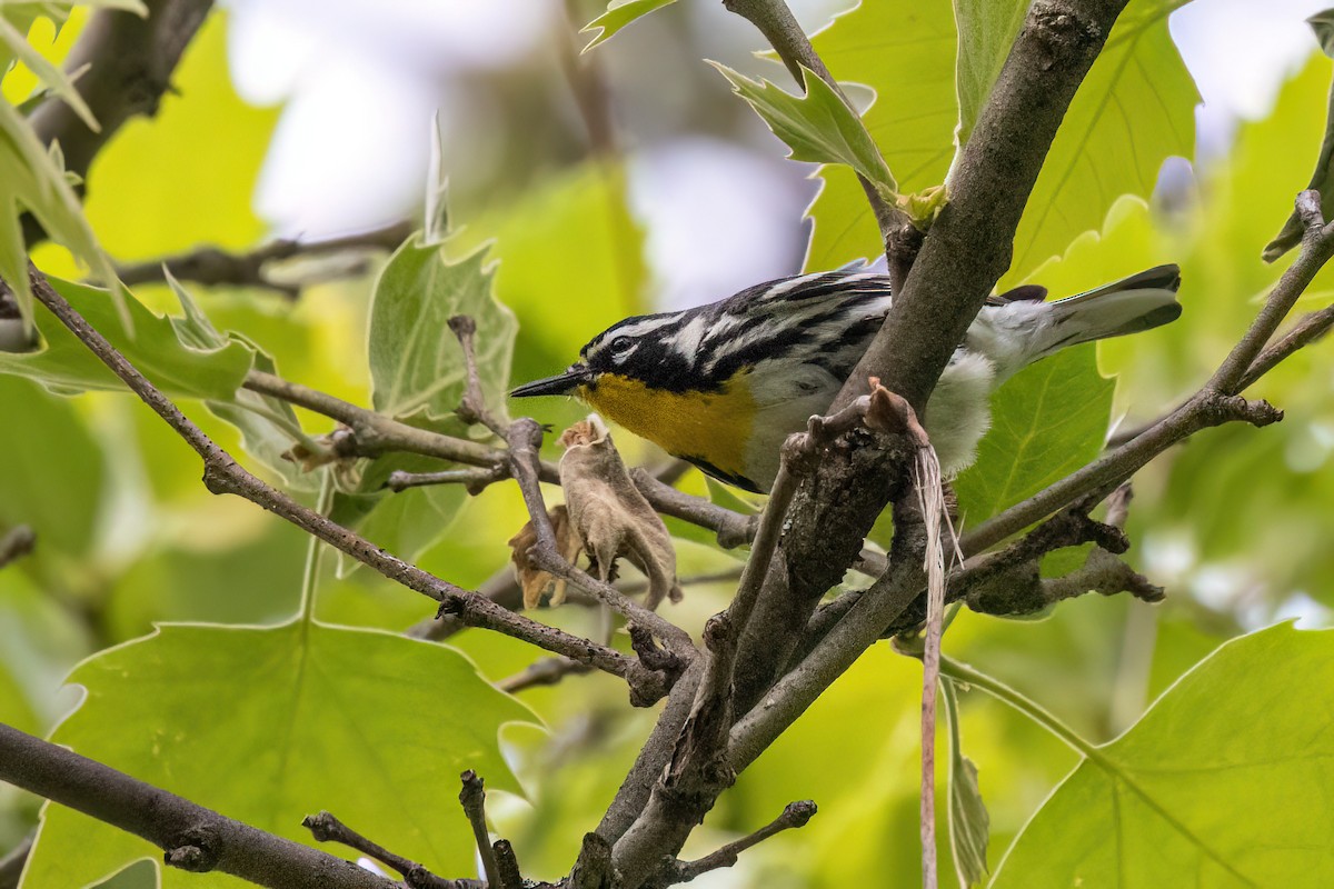 Yellow-throated Warbler - Joshua Malbin
