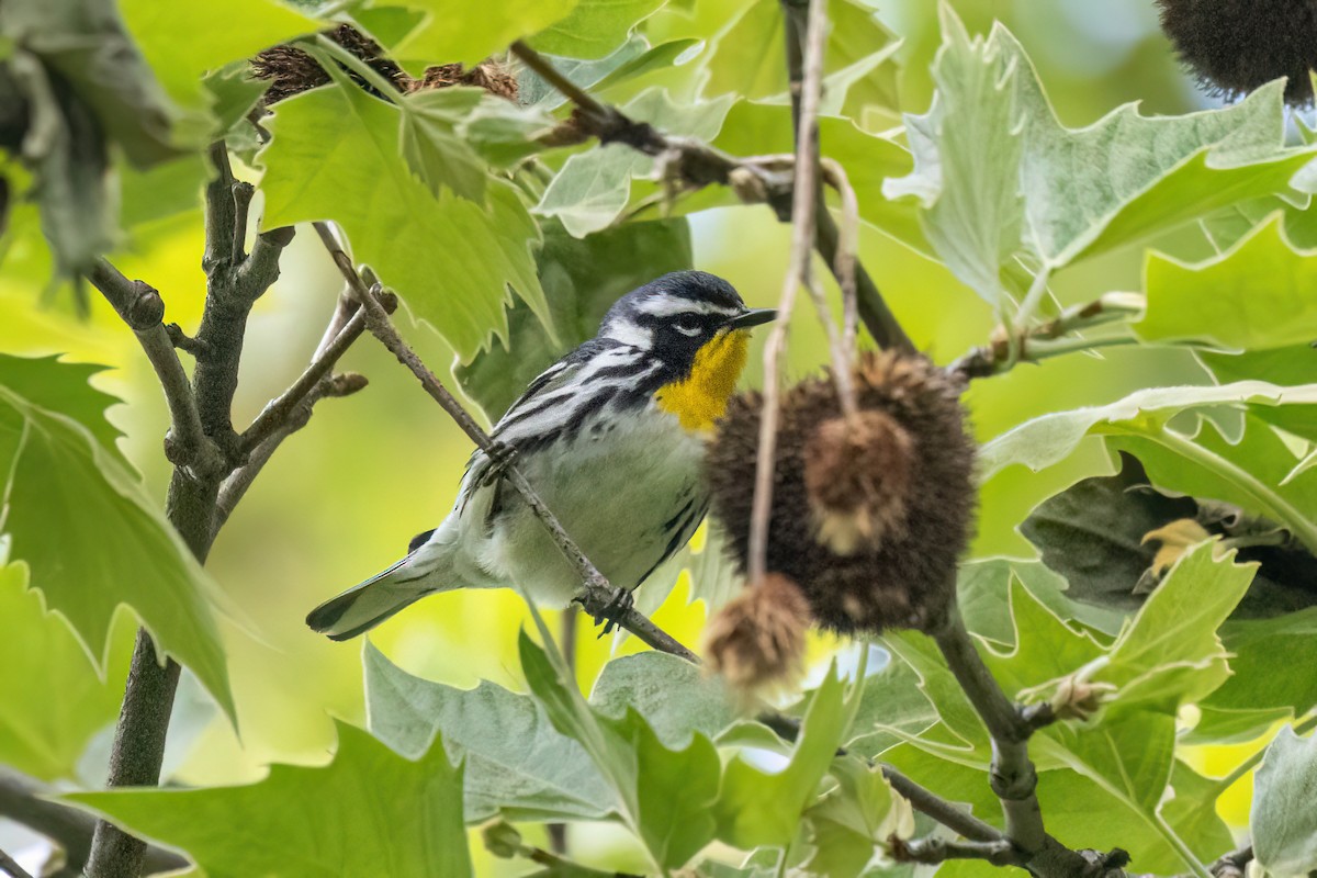 Yellow-throated Warbler - Joshua Malbin