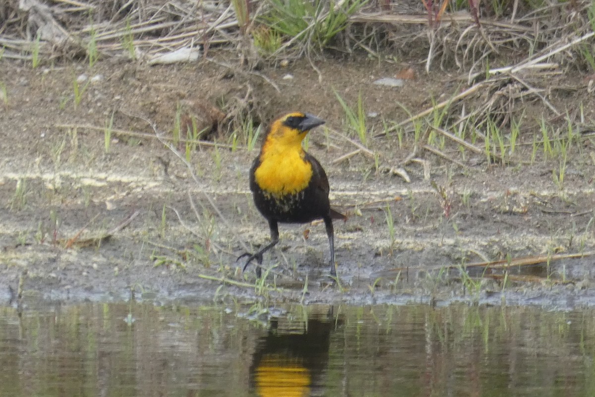 Yellow-headed Blackbird - ML618993484