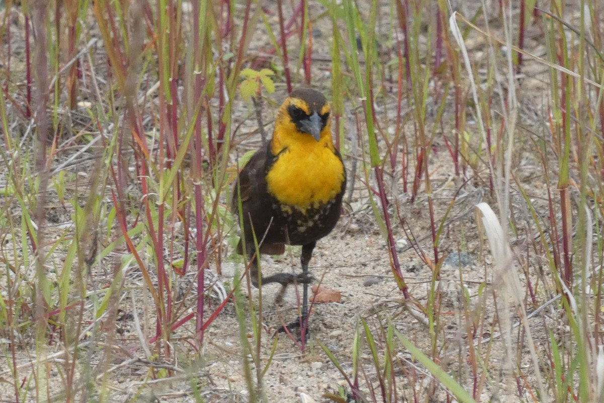 Yellow-headed Blackbird - ML618993485