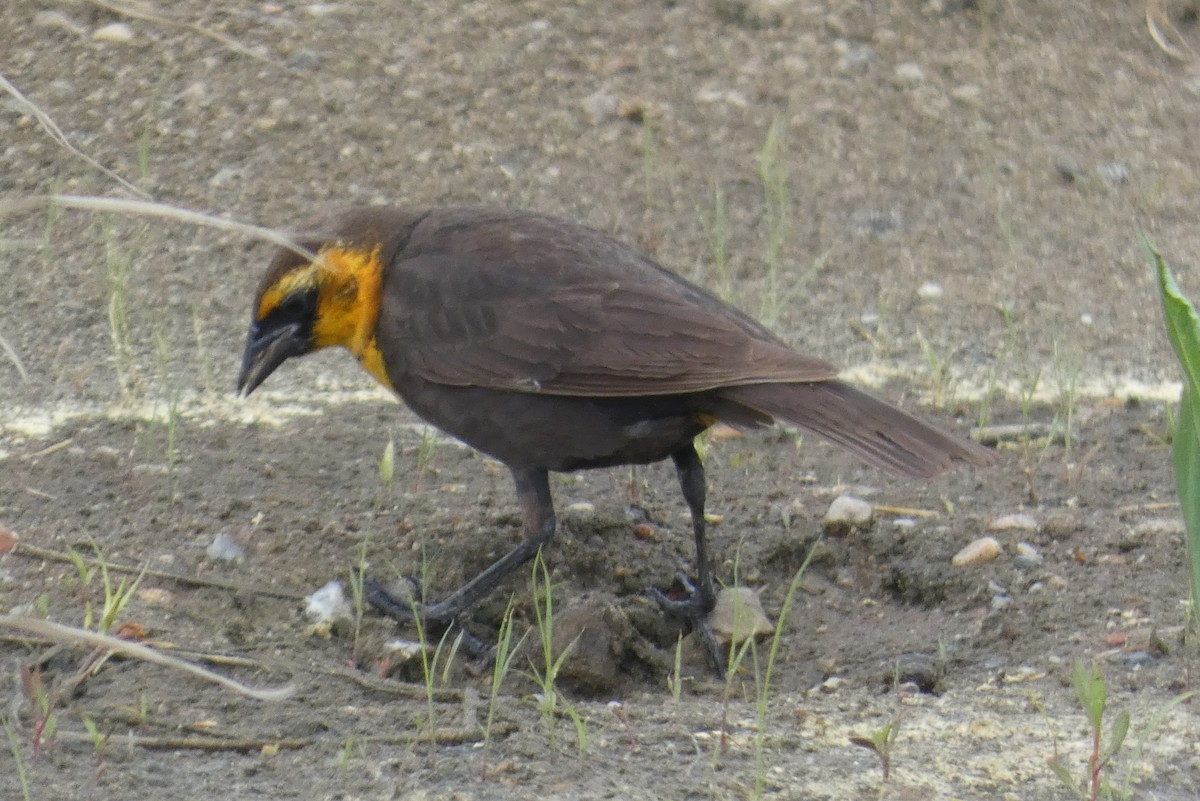 Yellow-headed Blackbird - ML618993487