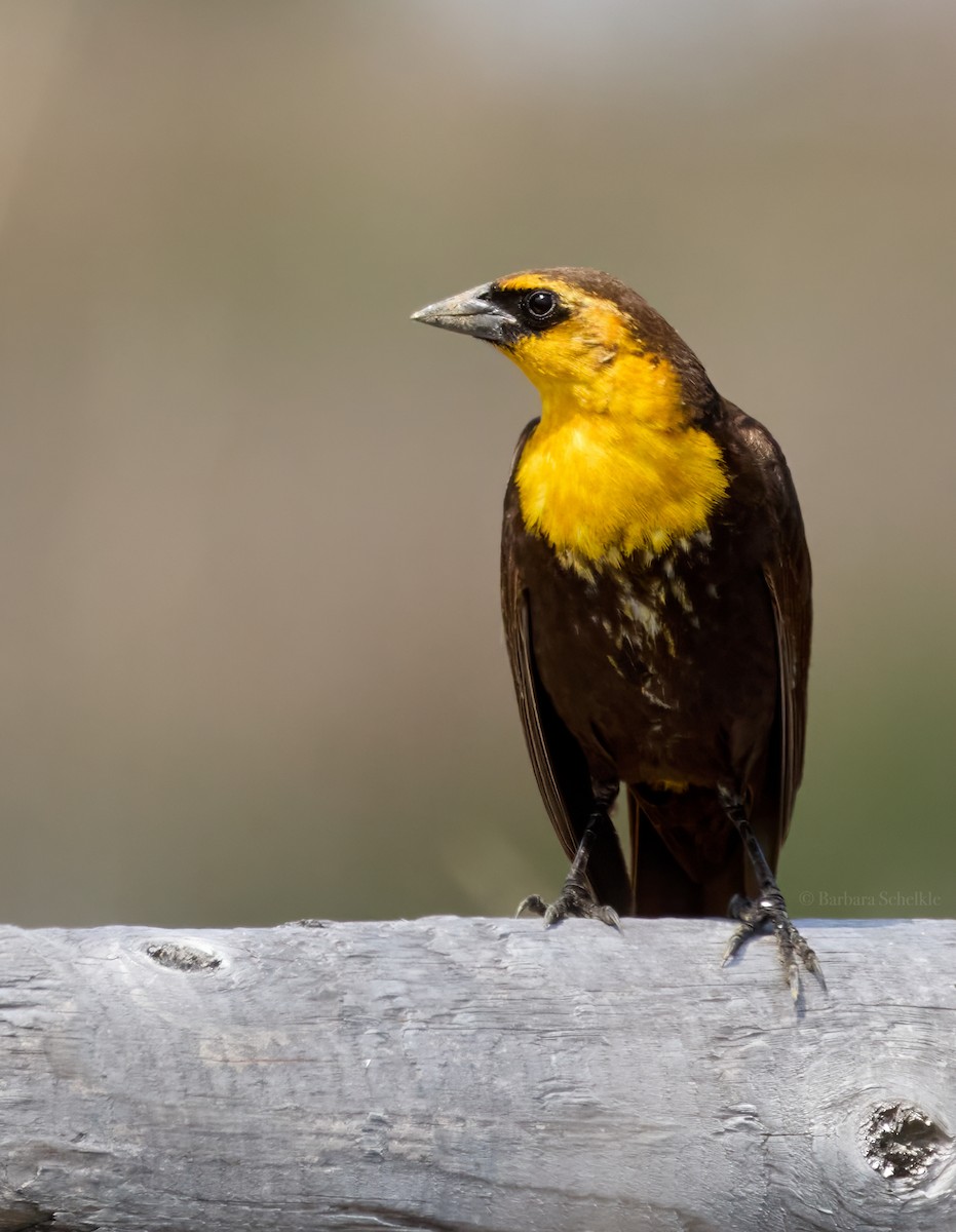 Yellow-headed Blackbird - Barbara S