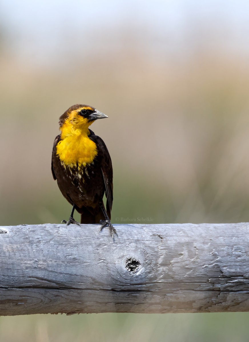 Yellow-headed Blackbird - ML618993525