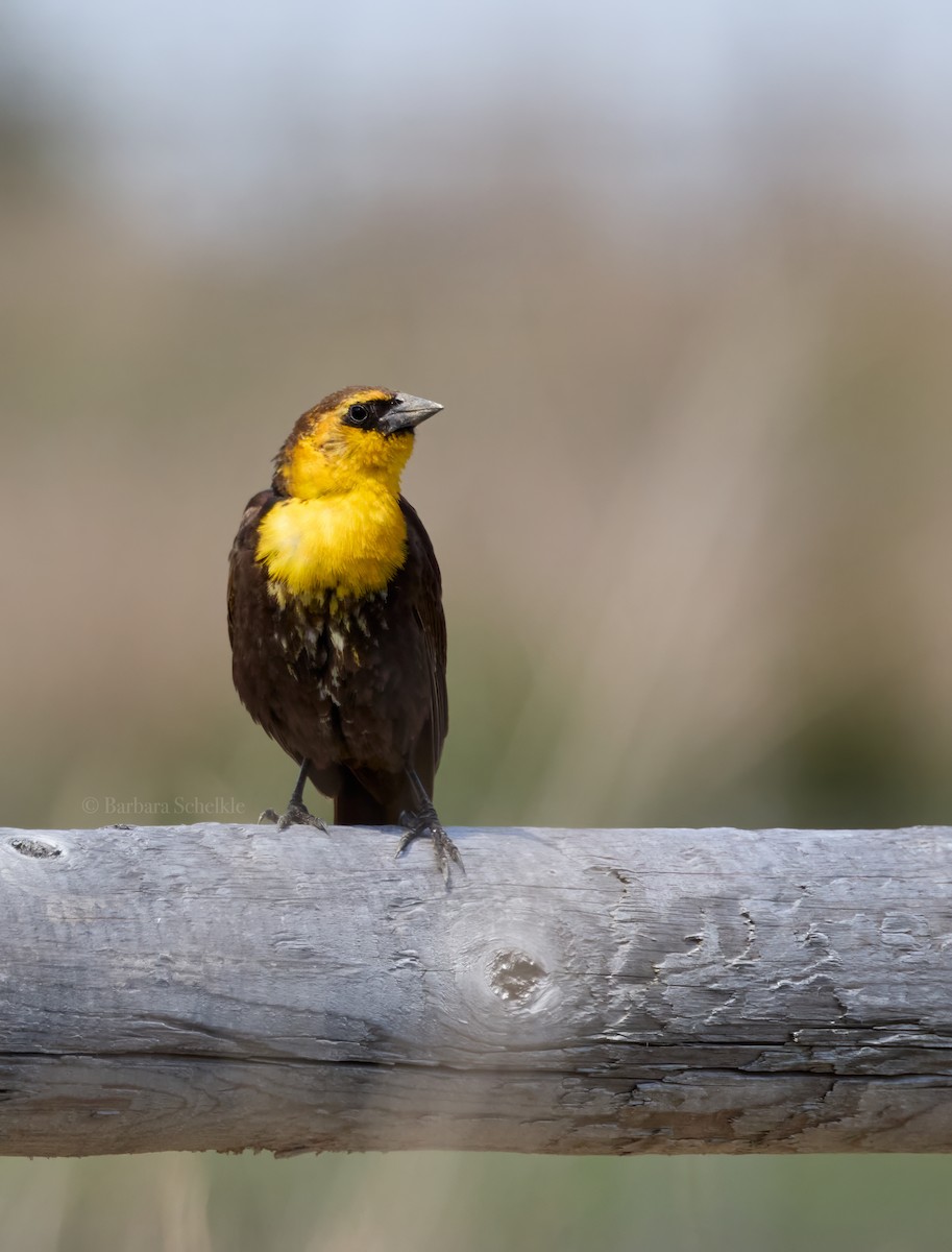 Yellow-headed Blackbird - ML618993526