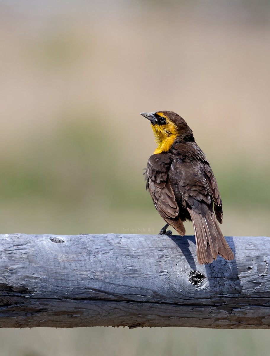 Yellow-headed Blackbird - Barbara S