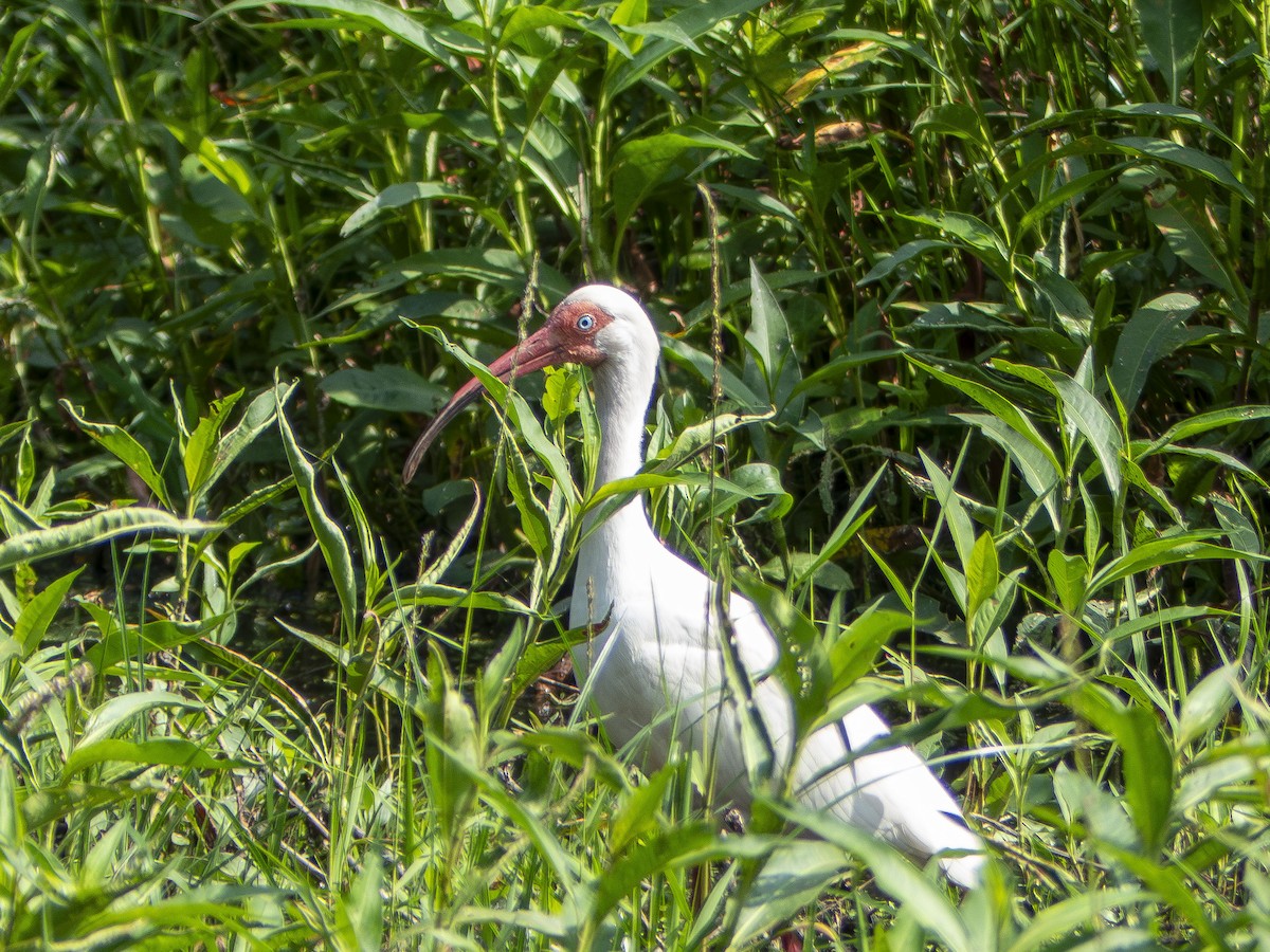 ibis bílý - ML618993531